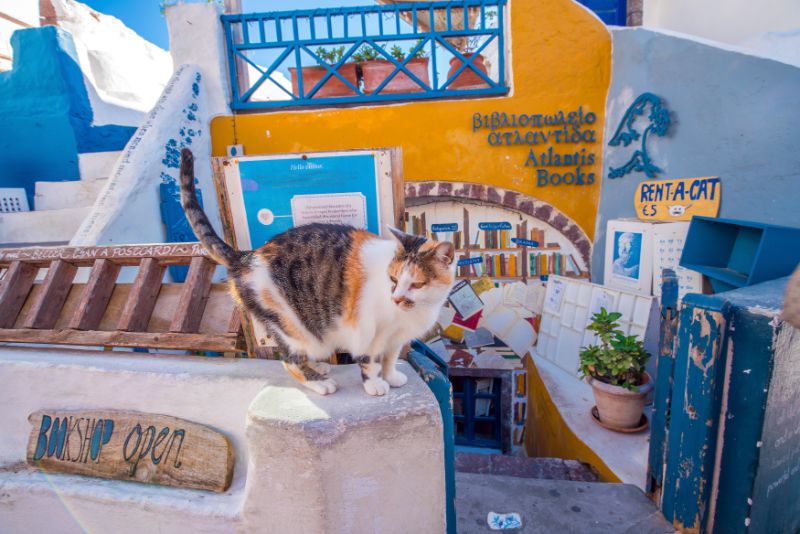 Cat in front of Atlantis Bookstore in Santorini, Greece