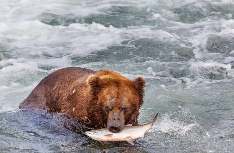 Grizzly Bear With Salmon in Alaska