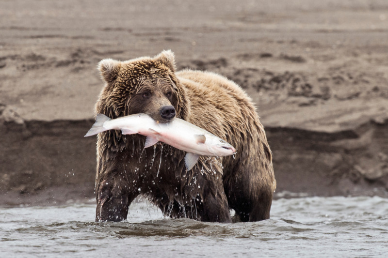 Coastal brown bear holds a freshly caught salmon in its mouth in Alaska