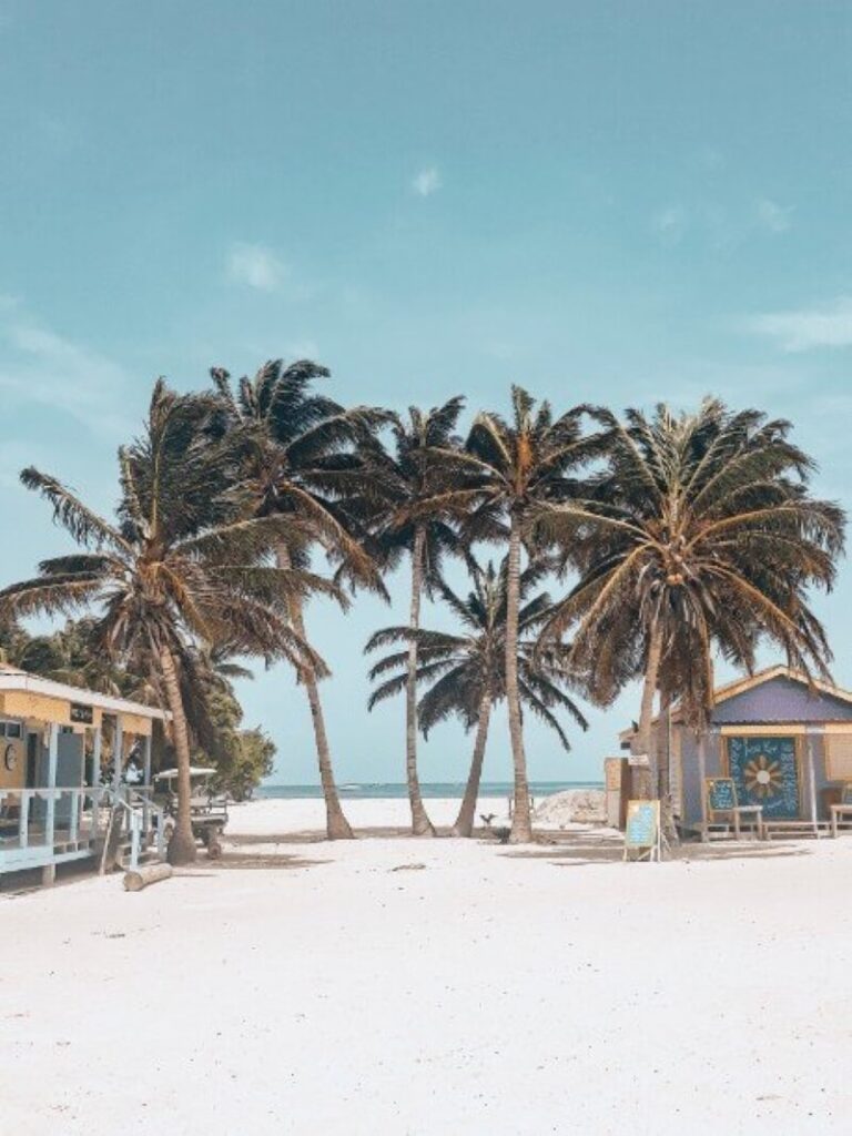 Palm Trees and a Hut in a Beach