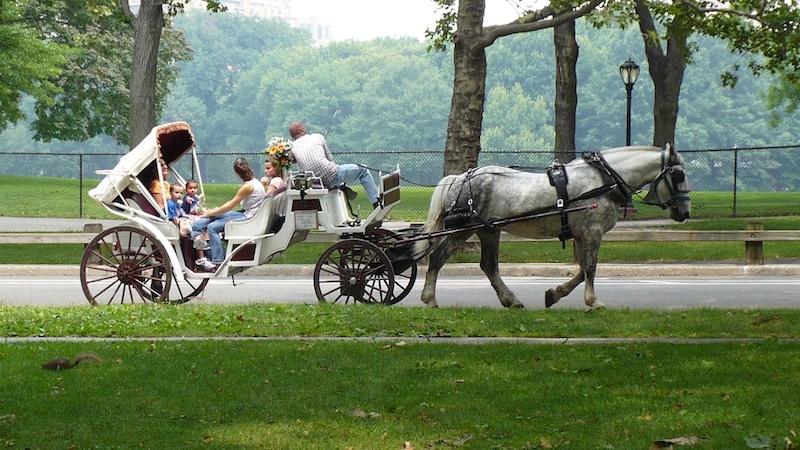 Central Park Buggy Ride experience
