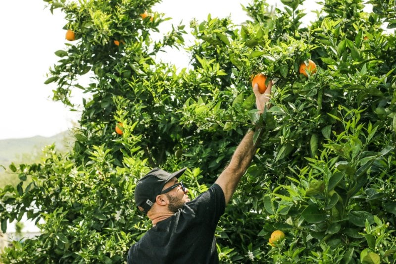 Fruit Picking Job