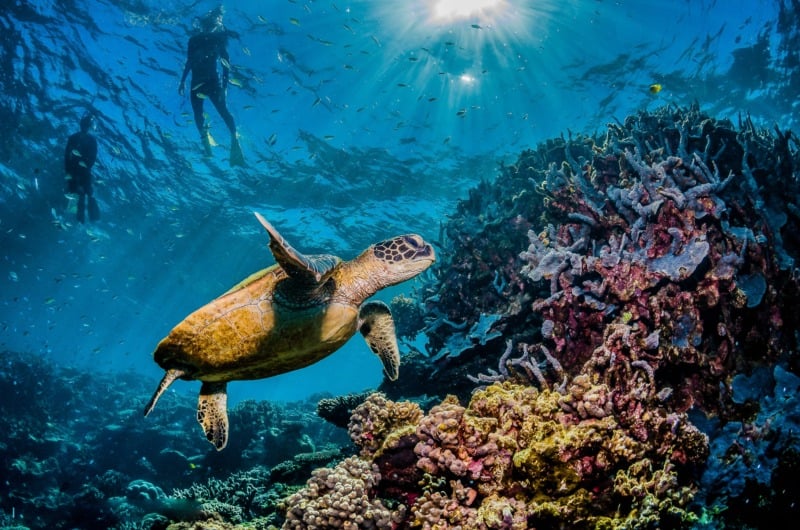 A turtle swimming in the Great Barrier Reef with snorkelers swimming above