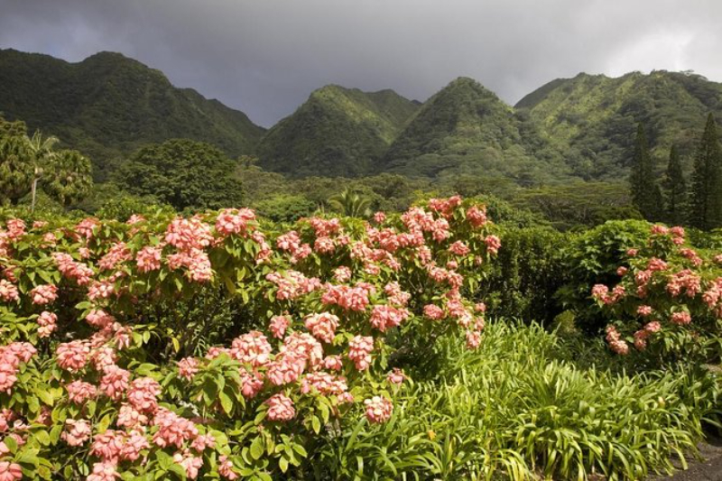 Lyon Arboretum Honolulu