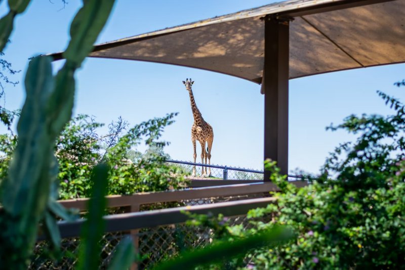 Giraffe in Phoenix Zoo