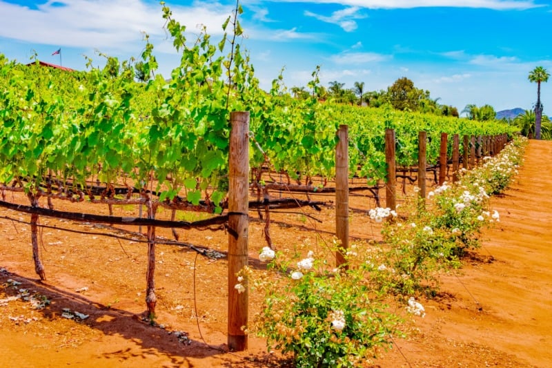 A winery vineyard in San Diego County