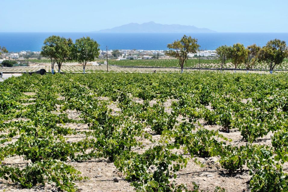 Vineyards in Santorini