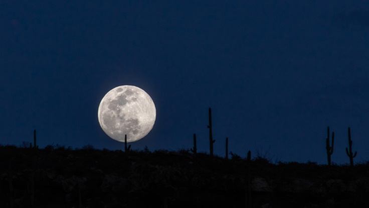 Sonoran Desert in the Moonlight