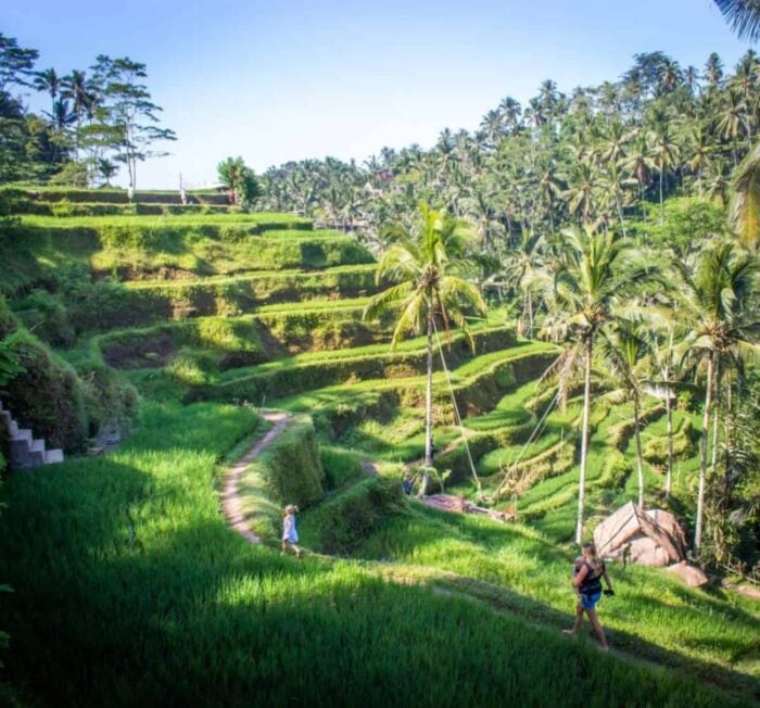 Bali, Indonesia Rice Fields