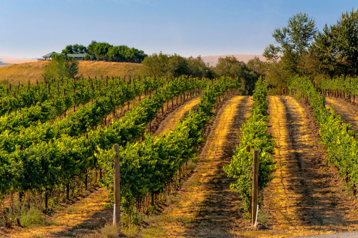 Vineyard in Walla Walla, Washington, with the Blue Mountains in the distance