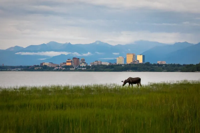 Moose in Front of the Anchorage Skyline
