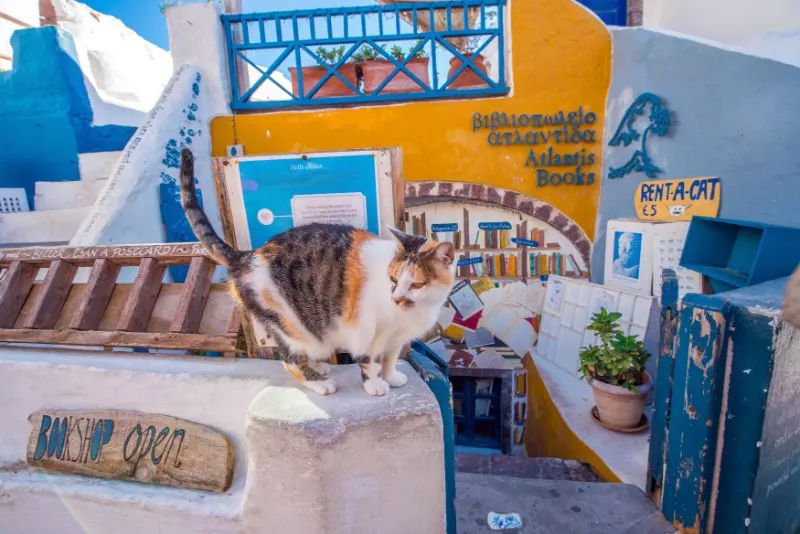 Cat in front of Atlantis Bookstore in Santorini, Greece