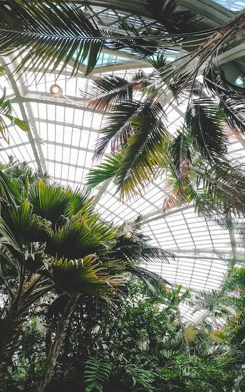 Plants in Como Park Conservatory