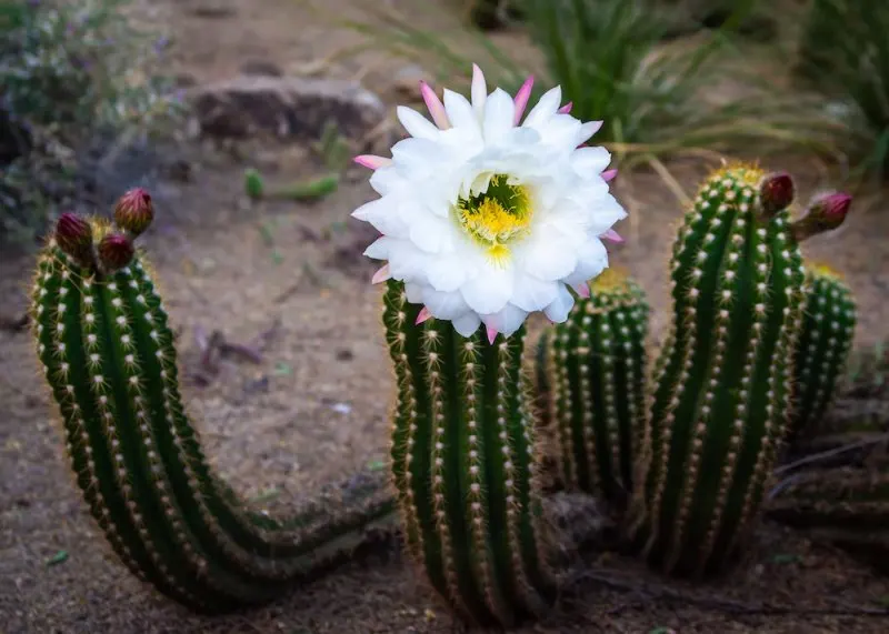 Cactus in Desert Botanical Garden Plant