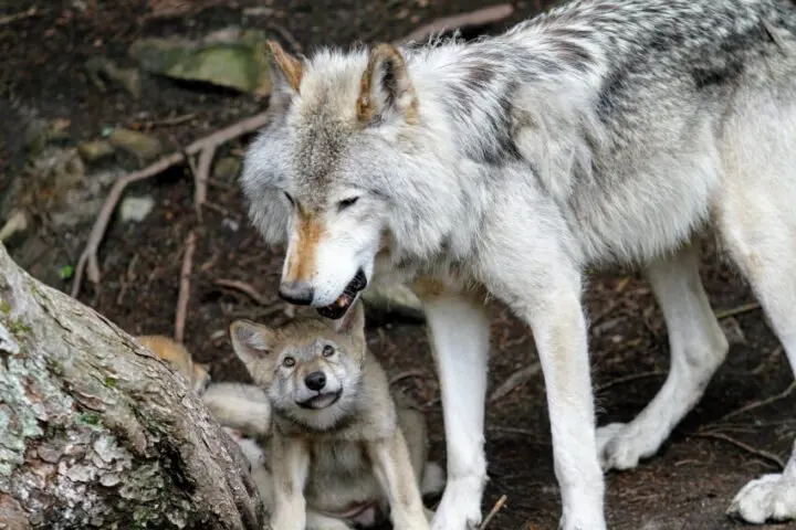 Father and Child Wolf