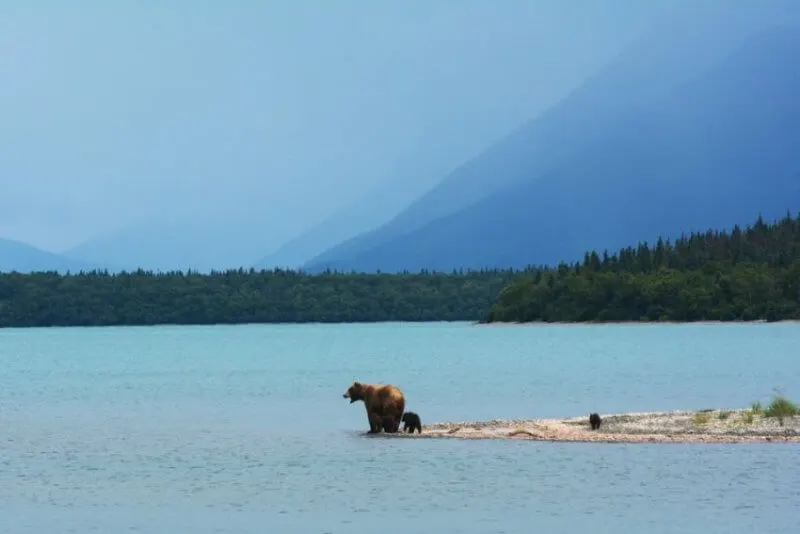 Bear in the lake