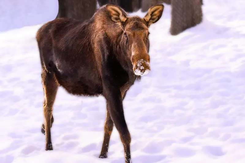 moose walking in snow in Northern Minnesota