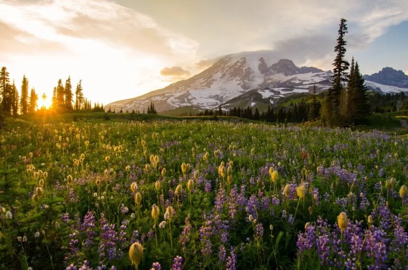 Wildflowers at sunset in Mount Rainier National Park