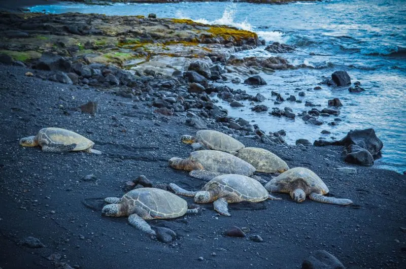 Sea Turtles at Panaluu Beach, Hawaii
