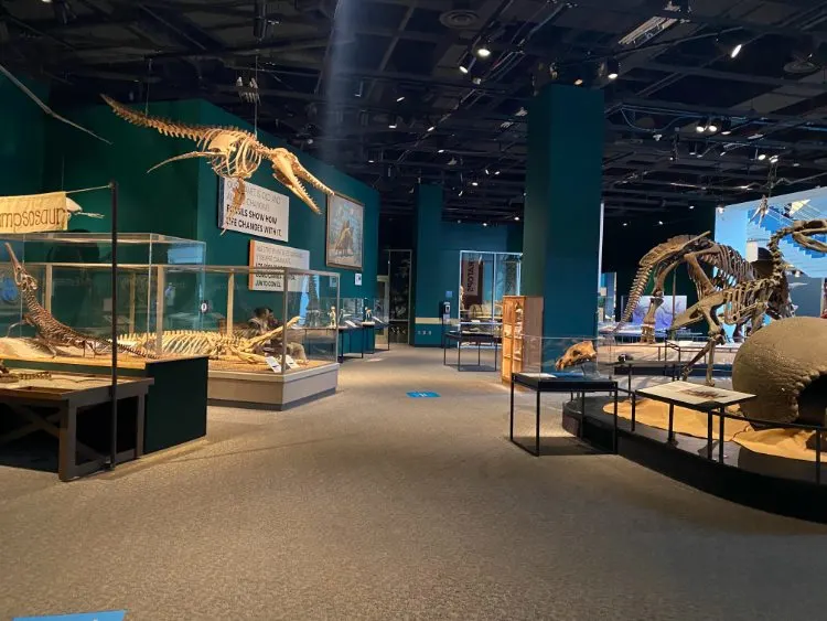 fossils and relics at Science Museum of Minnesota